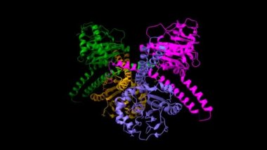 Ubiquitin karboksil-terminal hidrolaz izozim L5 (Uch37) tetramerinin yapısı. Animasyon 3D karikatür ve Gauss yüzey modelleri, zincir kimlik şeması, PDB 3ihr, siyah arkaplan