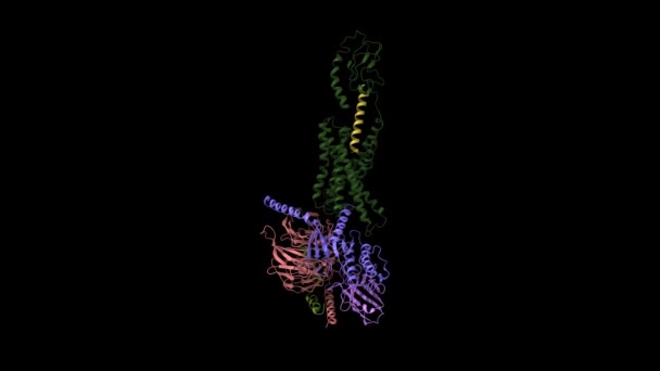 人分泌素 G复合物 动画3D卡通和高斯曲面模型 链状实体色彩方案 Pdb 6Wi9 黑色背景 — 图库视频影像