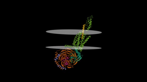 ヒトのセクレチン受容体 ライトブラウン 下垂体膜を有する複合体である アニメーション3D漫画モデル チェーンエンティティのカラースキーム Pdb 6W9 黒の背景 — ストック動画