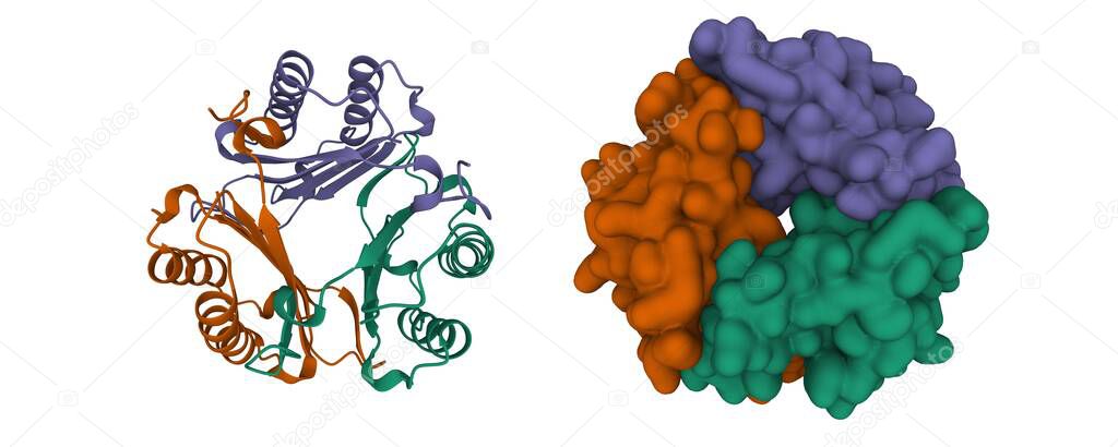 Structure of human Macrophage Migration Inhibitory Factor (Glycosylation-Inhibiting Factor) homotrimer. 3D cartoon and Gaussian surface models, chain id color scheme, PDB 1gif, white background