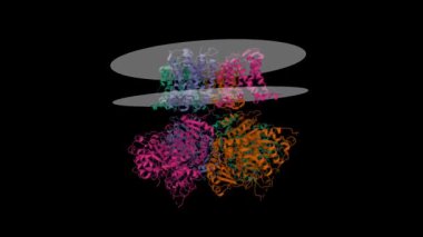 Ca2 + serbest insan Slo1 kanalının kriyo-EM yapısı. Canlandırılmış 3D çizgi film modeli, zincir varlık renk şeması, PDB 6v3g, siyah arkaplan
