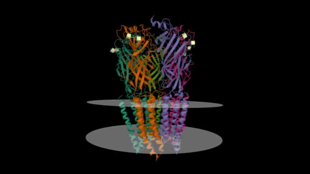人甘氨酸受体 Beta异构体的Cryo Em结构 甘氨酸结合 半开放状态 动画3D卡通和高斯曲面模型 链状色系方案 Pdb 5Bkg 黑色背景 — 图库视频影像
