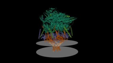 İhraç edilen proteinlerin (PTEX) çekirdek kompleksinin plasmodyum transloconu meşgul durumdadır. Animasyon 3D karikatür ve Gauss yüzey modelleri, zincir varlık renk şeması, PDB 6e10, siyah arkaplan
