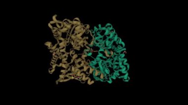 İnsan sitozolik 5 '-nükleotidaz II' nin yapısı adenozinle karışıktır. Canlandırılmış 3D çizgi film modeli, zincir kimlik renk şeması, PDB 2jc9, siyah arkaplan