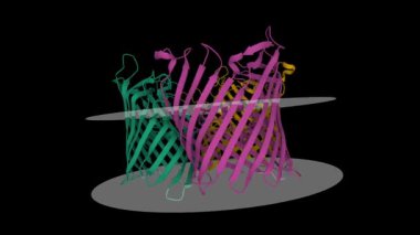 Neisseria meningitidis 'in dış membran protein pornosu yapısını gösteriyor. Canlandırılmış 3D çizgi film modeli, zincir kimlik renk şeması, PDB 3vzt, siyah arkaplan
