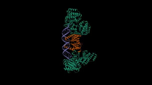 Cas1 Green Cas2 Brown Prepacer二进制复合物 动画3D卡通和高斯曲面模型 链状实体色彩方案 Pdb 5Xvn 黑色背景 — 图库视频影像