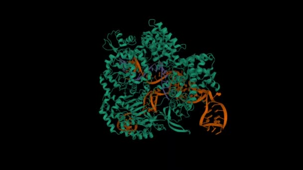 Estructura Streptococcus Pyogenes Cas9 Complejo Con Arn Guía Azul Adn — Vídeo de stock