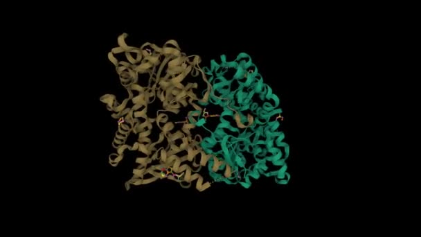 アデノシンと複合体中のヒト細胞質5 ヌクレオチドIiの構造 アニメーション3D漫画モデル チェーンIdカラースキーム Pdb 2Jc9 黒の背景 — ストック動画