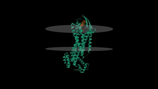 Lidský Endotelinový Receptor Typu Komplexu Endotelinem Hnědým Putativní Membránou Animovaný — Stock video