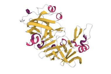 İnsan uropepsinin kristal yapısı. 3D çizgi film modeli, ikincil yapı renk şeması, PDB 1flh, beyaz arkaplan