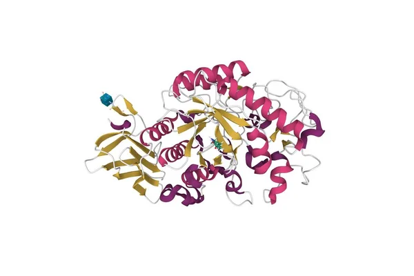 ヒト膵臓 アミラーゼの結晶構造 3D漫画モデル 二次構造カラースキーム Pdb 5U3A 白の背景 — ストック写真