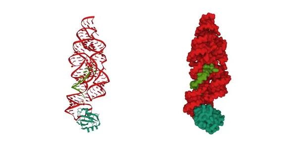 Estrutura Bacillus Anthracis Glms Ribozima Vermelho Ligado Man6P Com Rna — Fotografia de Stock