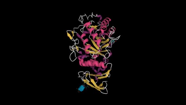 Estructura Cristalina Alfa Amilasa Pancreática Humana Animado Modelo Dibujos Animados — Vídeo de stock