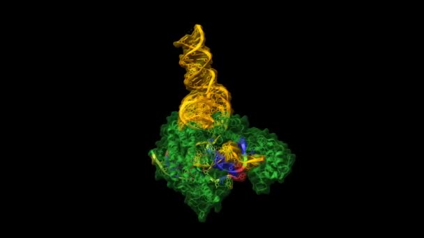 Complexe Casx Vert Arng Jaune Adn Dans Les États Dessin — Video