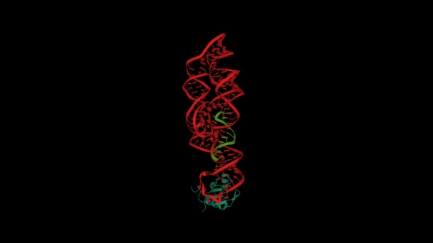 Структура Bacillus Anthracis Glms Рибозима Красный Связана Man6P Связанной Рнк — стоковое видео