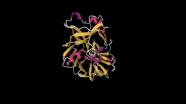 ヒトウロペプシンの結晶構造 アニメーション3D漫画モデル 二次構造カラースキーム Pdb 1Flh 黒の背景 — ストック動画