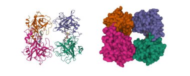 İnsan beta-triptaz yapısı tropanylamid yapı iskeleti ile sentetik inhibitörle komplekslenmiş. 3D karikatür ve Gauss yüzey modeli, zincir kimlik renk şeması, PDB 3v7t, beyaz arkaplan