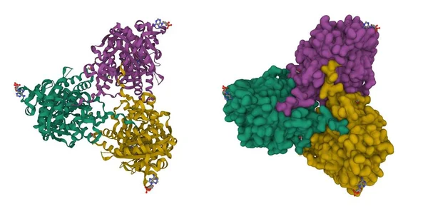 Adenozin Siklik Monofosfat Ile Insan Çözünür Adenil Siklasesinin Yapısı Karikatür — Stok fotoğraf