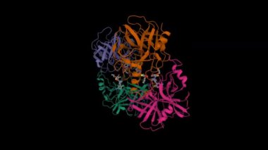 İnsan beta-triptaz yapısı tropanylamid yapı iskeleti ile sentetik inhibitörle komplekslenmiş. Animasyon 3D karikatür ve Gauss yüzey modeli, zincir kimlik şeması, PDB 3v7t, siyah arkaplan