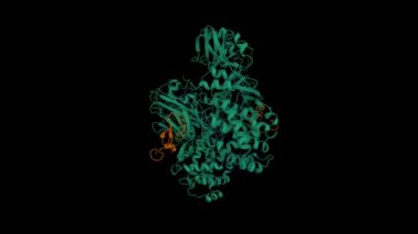 Difteri toksini (yeşil) ve heparin bağlayıcı epidermal büyüme faktörü (kahverengi). Canlandırılmış 3D karikatür ve Gauss yüzey modeli, PDB 1xdt, siyah arkaplan