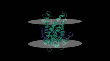 Sığır mitokondriyal ADP-ATP taşıyıcısının yapısı (translocase 1). Animasyon 3D karikatür ve Gauss yüzey modelleri, PDB 2c3e, siyah arkaplan.