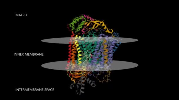 Struktur Der Humanen Cytochrom Oxidase Animierter Cartoon Und Gaußsche Oberflächenmodelle — Stockvideo