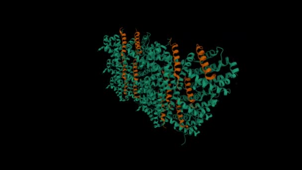 Das Induzierte Myeloische Leukämie Zelldifferenzierungsprotein Mcl Grün Komplexiert Mit Mule — Stockvideo