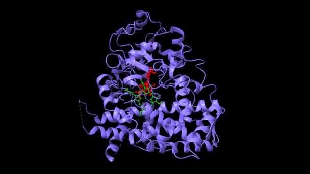 Kristallstruktur Des Menschlichen P450 3A4 Komplex Mit Erythromycin Rot Das — Stockvideo