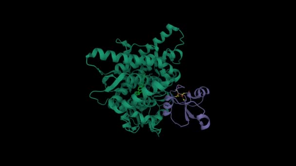 Cyp11A1 Humano Complejo Con Adrenodoxina Violeta Colesterol Verde Brillante Animado — Vídeo de stock