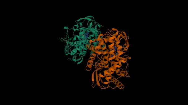 Cyp7A1二聚体的晶体结构 动画3D卡通和高斯曲面模型 Pdb 3Dax 黑色背景 — 图库视频影像