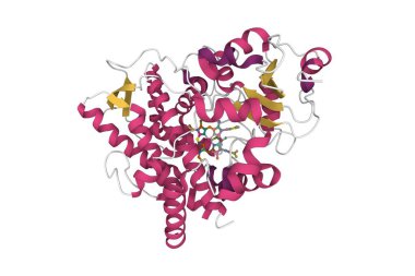 İnsan sitokrom P450 3A4 'ün kristal yapısı. 3D karikatür modeli, PDB 1w0e, ikincil yapı renk şeması, beyaz arkaplan.