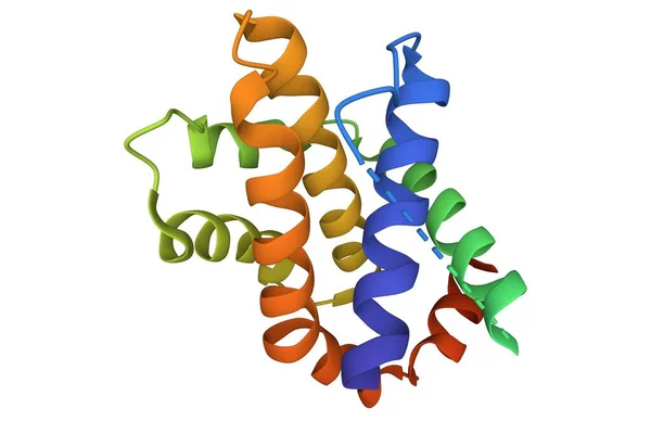 ヒトアポトーシス調節因子Bcl Xlの構造 3D漫画モデル シーケンスIdカラースキーム Pdb 1R2D 白の背景 — ストック写真