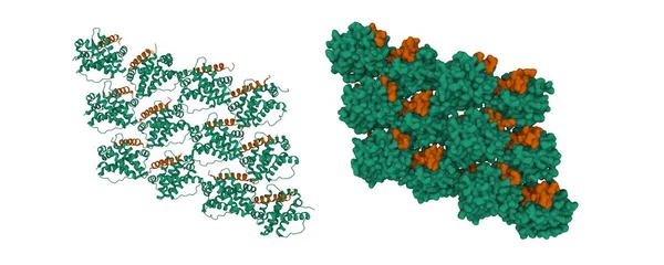 Ndüklenmiş Miyeloid Lösemi Hücre Diferansiyeli Protein Mcl Yeşil Mule Kahverengi — Stok fotoğraf