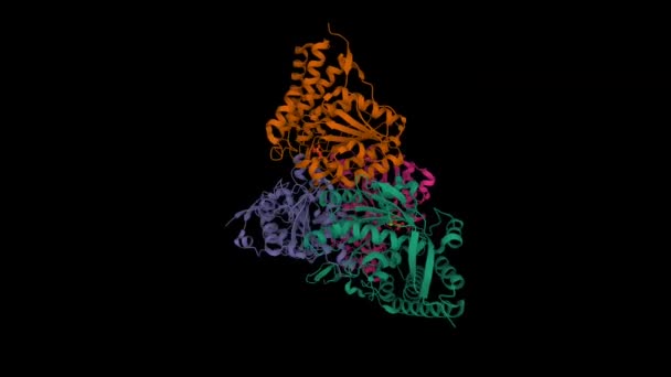 人丙酮酸脱氢酶四聚体的结构 动画3D卡通和高斯曲面模型 Pdb 1Ni4 黑色背景 — 图库视频影像