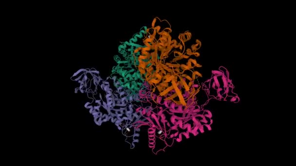 人红细胞丙酮酸激酶四聚体的结构 动画3D卡通和高斯曲面模型 Pdb 2Vgb 黑色背景 — 图库视频影像