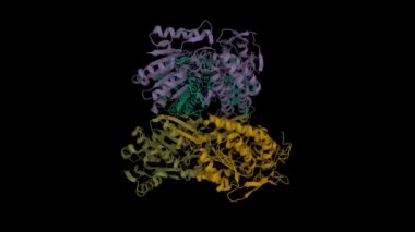 İnsan apo aldehit dehidrojenaz yapısı (ALDH1A1). Animasyon 3D karikatür ve Gauss yüzey modelleri. zincir kimlik şeması, PDB 4wj9, siyah arkaplan.