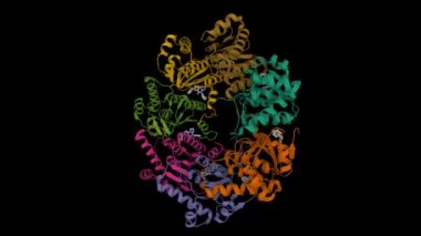 İnhibitör ONC201 ile kompleks içinde insan mitokondriyal caseinolitik proteaz P (ClpP). Animasyon 3D karikatür ve Gauss yüzey modelleri. zincir kimlik şeması, PDB 6 / 7, siyah arkaplan.