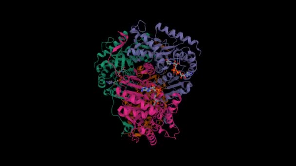 乳酸脱氢酶与Nadh 动画3D卡通和高斯曲面模型 链状色系 Pdb 5Zjd 黑色背景 — 图库视频影像
