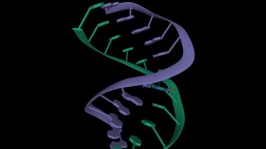Kanserle mücadele ilacı cisplatin 'e (açık gri) bağlı çift iplikli DNA yapısı. Canlandırılmış 3D model, PDB 1aio, siyah arkaplan