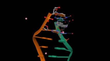 6-bp DNA 'lı kompleks eliptin yapısı. Canlandırılmış 3D model, PDB 1z3f, siyah arkaplan