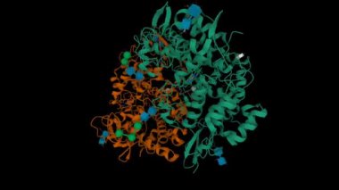 İşgal edilmemiş sikloksijenaz-1 homodimer yapısı. Animasyon 3D karikatür ve Gauss yüzey modelleri, PDB 3n8v, zincir kimlik şeması, siyah arkaplan