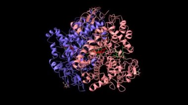 Cyclooxygenase-2 seçici olmayan inhibitöre bağlı, indomethacin (kırmızı). Protoforfirin 9 yeşille gösteriliyor. Animasyon 3D karikatür ve Gauss yüzey modelleri, PDB 3n8v, siyah arkaplan