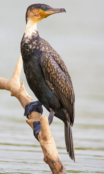 Birds of the lake Nakuru — Stock Photo, Image