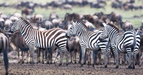 Zebra op een weiland — Stockfoto