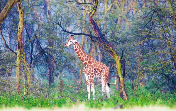长颈鹿在魔术棒木 — 图库照片