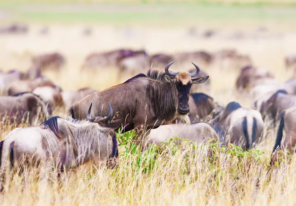 Antylopy GNU — Zdjęcie stockowe