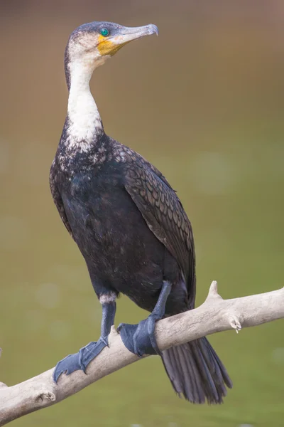 Vögel des See-Nakuru — Stockfoto