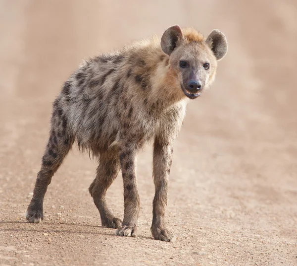 Charming hyena — Stock Photo, Image