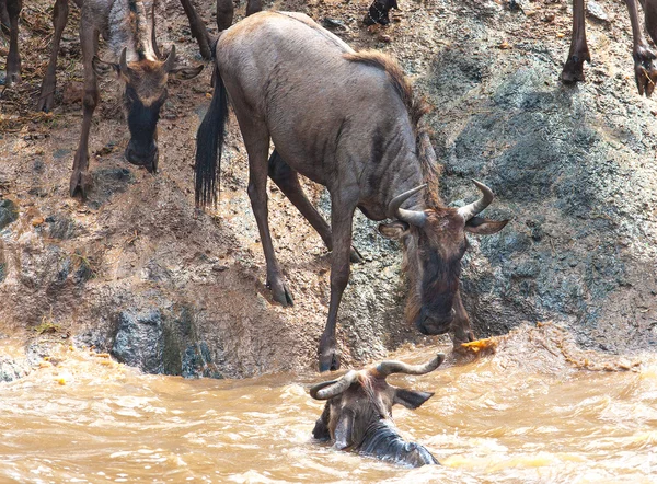 Antylopy GNU — Zdjęcie stockowe