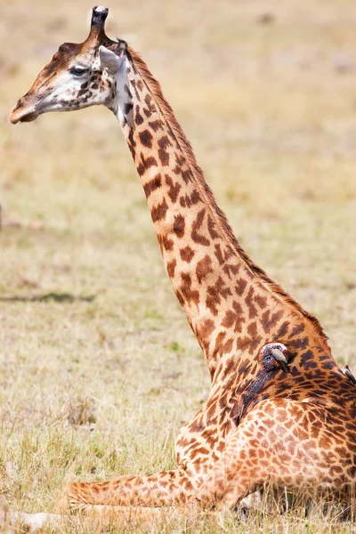 De gewonde giraffe — Stockfoto